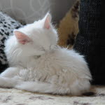 Katten tvättar sig.