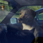 Hund sitter i bilen.