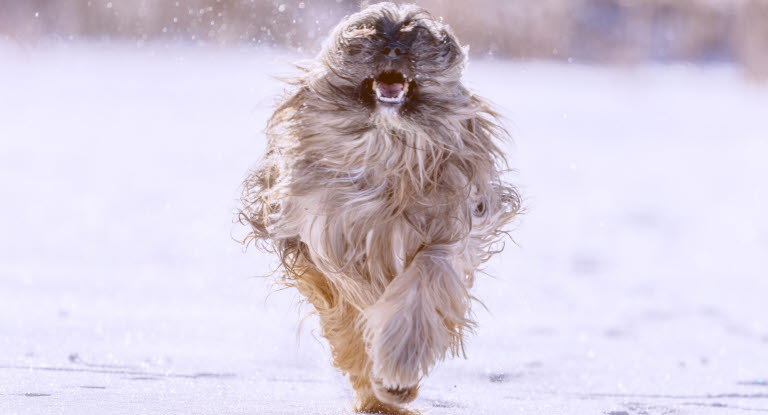 Hund springer i snö.