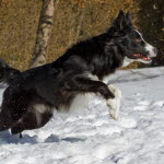 Hund hoppar i snön.