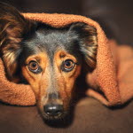 Rädd hund