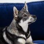 Vilka är de vanligaste dödsorsakerna hos hund?