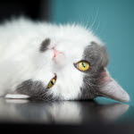 Katten tittar snett.