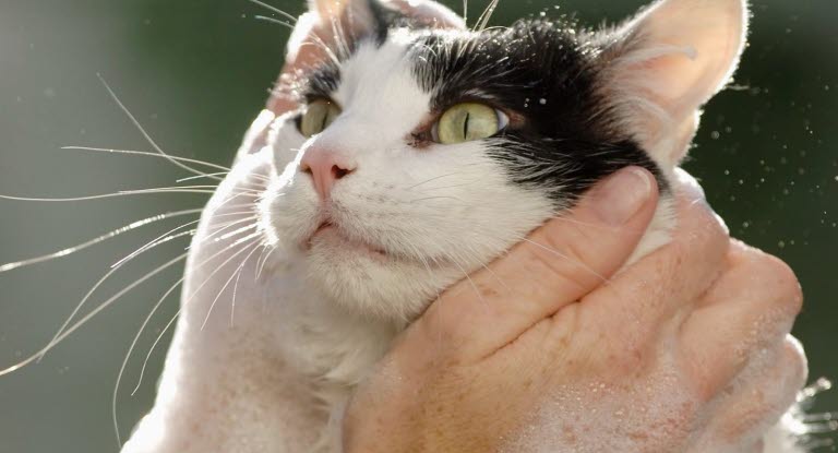 katt torr hud katt torr hud