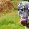 Hunden slickar sig om munnen.