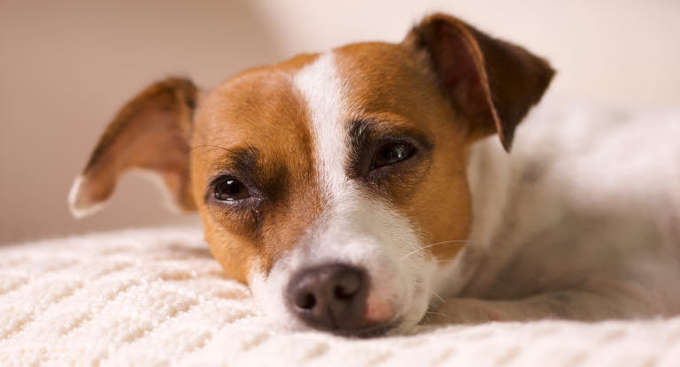 Kräkningar och diarré hos hund - Eläinvakuutus