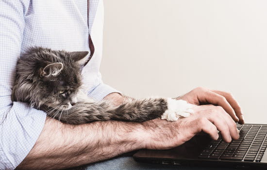 Katt i man som skriver på dator