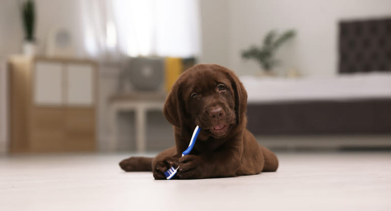 Vänj hunden vid tandborstning tidigt, gärna redan som valp. 