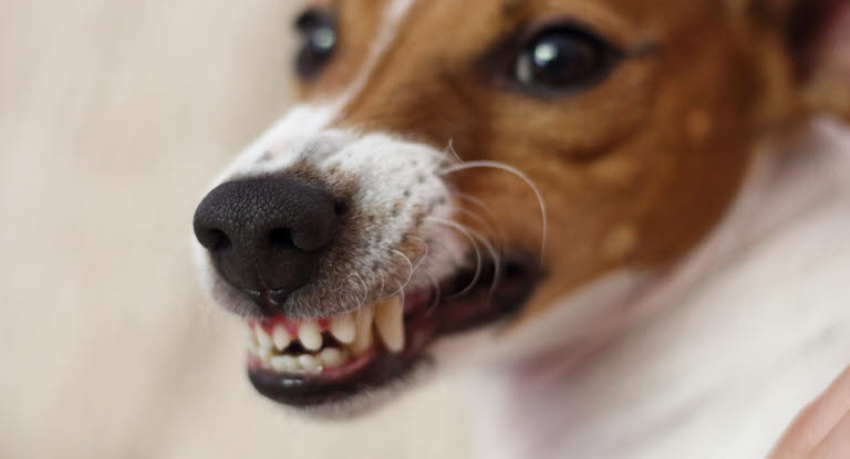Hund som morrar och visar tänderna.