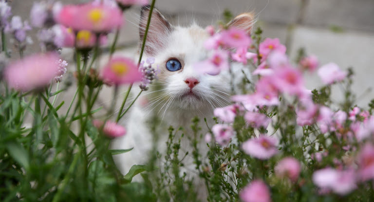 Kattunge bakom rosa blommor.