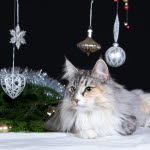 Katt bland julpynt.