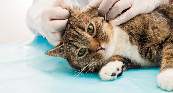 öronskabb katt smitta människa öronskabb katt smitta människa