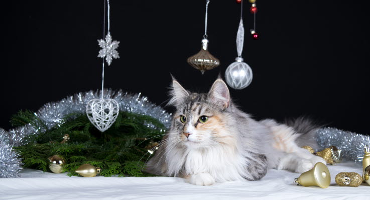 Katt bland julpynt.