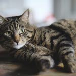 Om katten börjar flåsa mycket, kan det vara tecken på värmeslag
