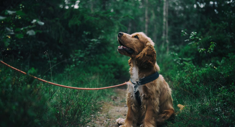 Hundar kan få urinvägsinfektion eller blåskatarr precis som vi människor. 