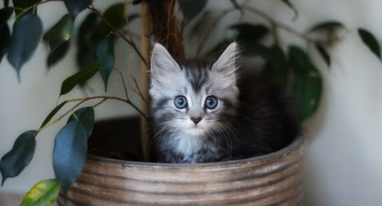 Kattunge i blomkruka, vilka växter är egentligen giftiga för katt?